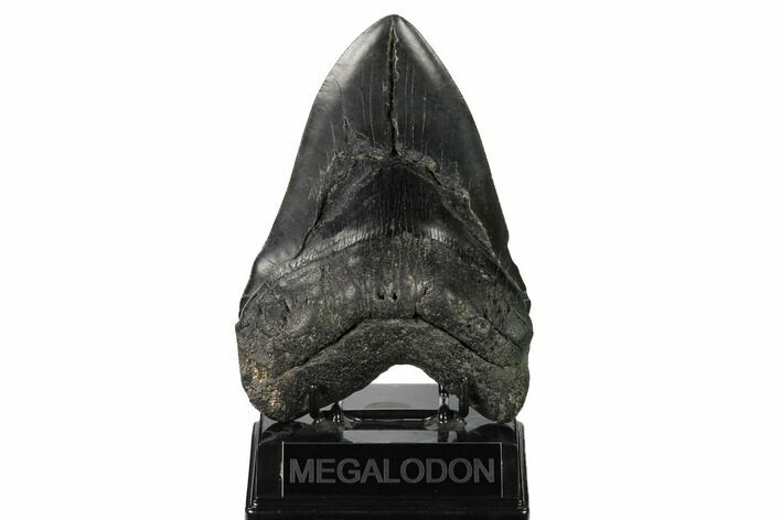 Giant, Fossil Megalodon Tooth - South Carolina #171115